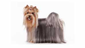 Колко йоркширски териери живеят и как да ги удължи живота